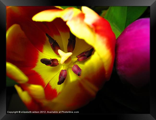 Tulips Framed Print by Elizabeth Wilson-Stephen