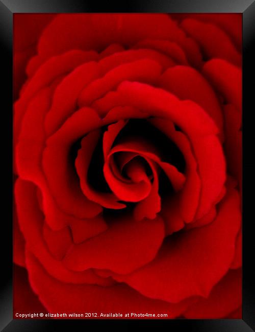 Red Rose Framed Print by Elizabeth Wilson-Stephen