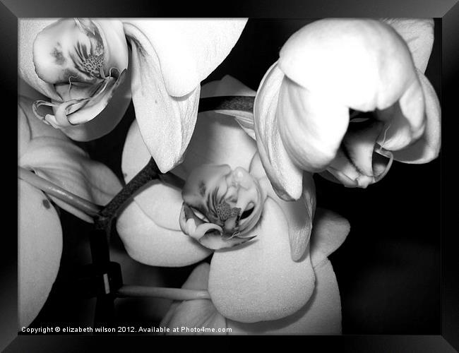 Phalaenopsis Orchids Framed Print by Elizabeth Wilson-Stephen