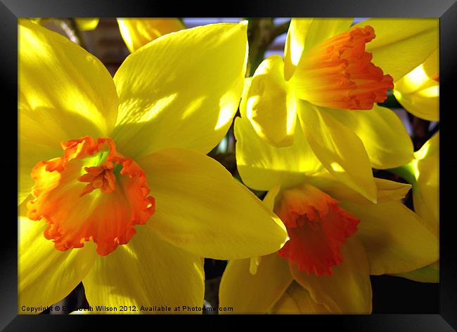 Daffodils Framed Print by Elizabeth Wilson-Stephen