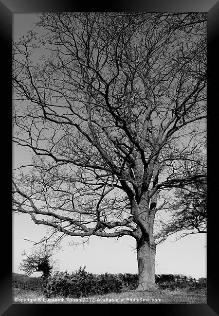 Proud Tree Framed Print by Elizabeth Wilson-Stephen