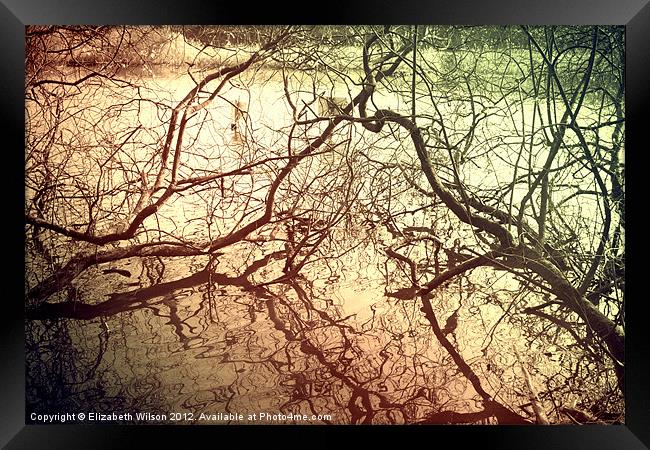 Branches With Reflections Framed Print by Elizabeth Wilson-Stephen