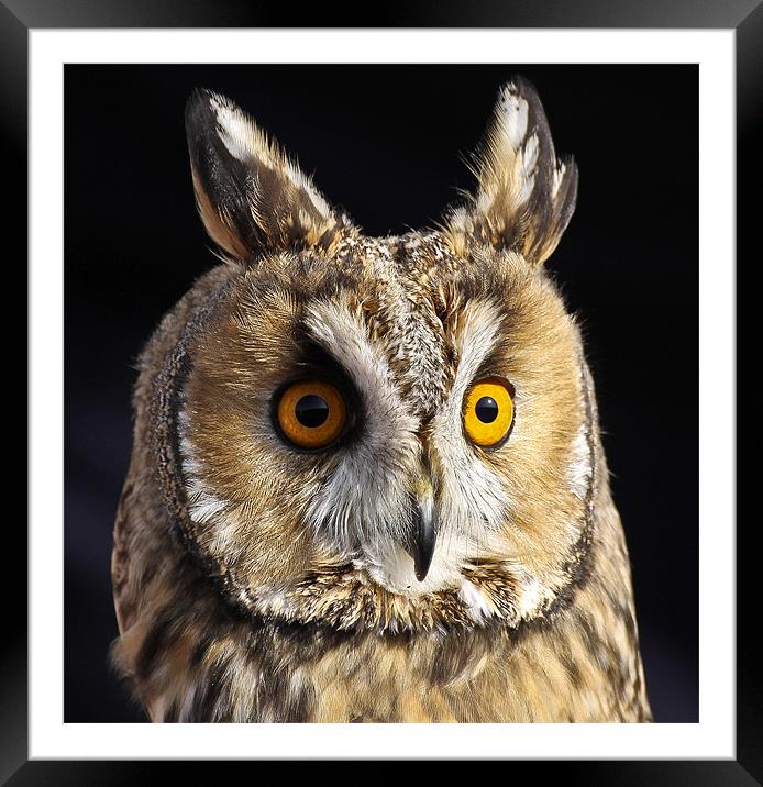 Do I Look Bothered???? Framed Mounted Print by Jennie Franklin
