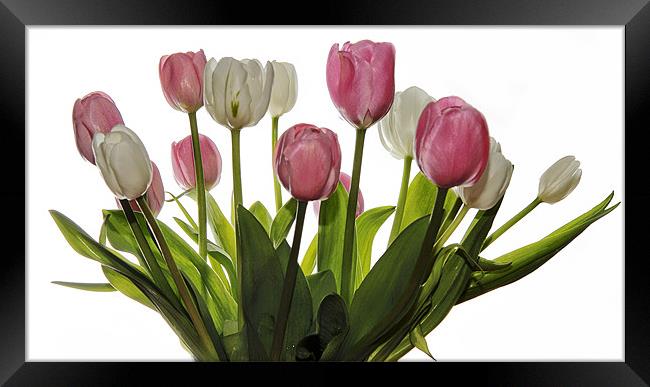 Pink & White Tulips Framed Print by Jennie Franklin