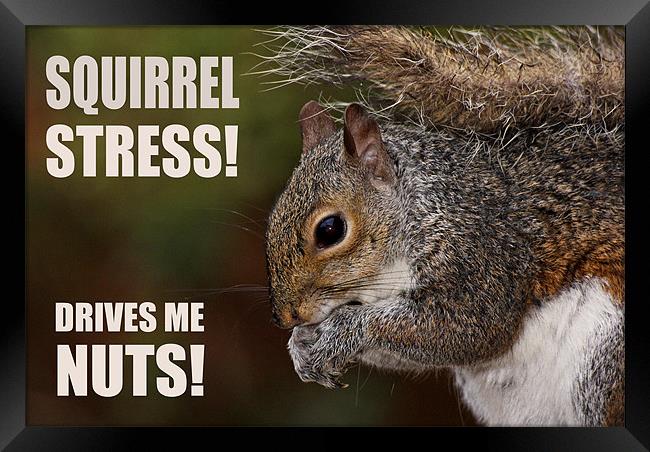 Squirrel Stress Framed Print by Jennie Franklin