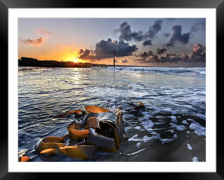 Seaweed Sunrise Framed Mounted Print by Jennie Franklin