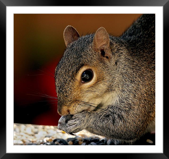 Portrait of a Squirrel Framed Mounted Print by Jennie Franklin