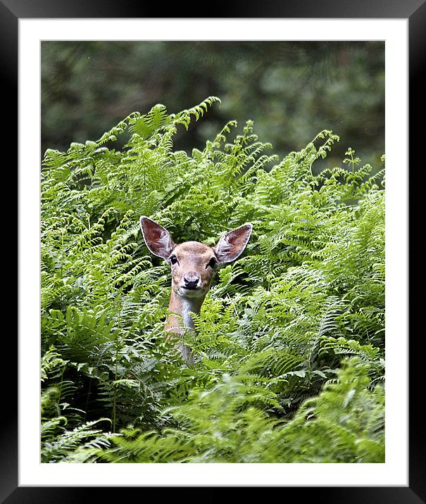 Deer in the Bracken! Framed Mounted Print by Jennie Franklin
