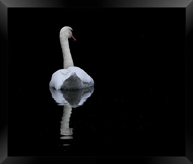 Reflective Swan Framed Print by Jennie Franklin