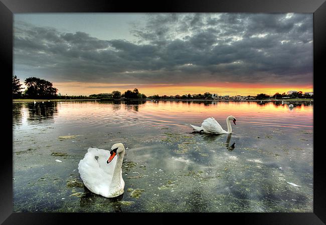Swans at Sunset Framed Print by Jennie Franklin