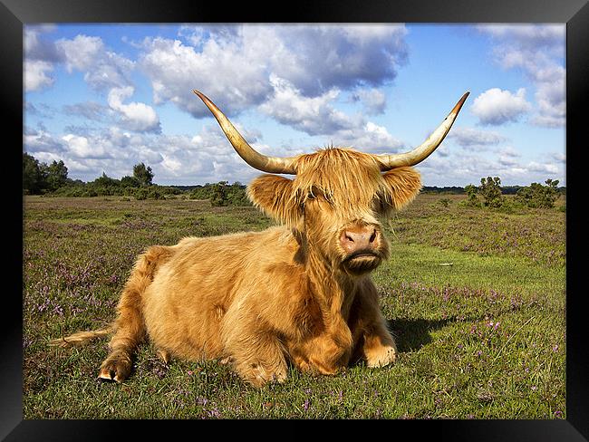 Highland Cattle in New Forest Framed Print by Jennie Franklin