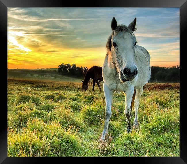 Pony Sunrise Framed Print by Jennie Franklin
