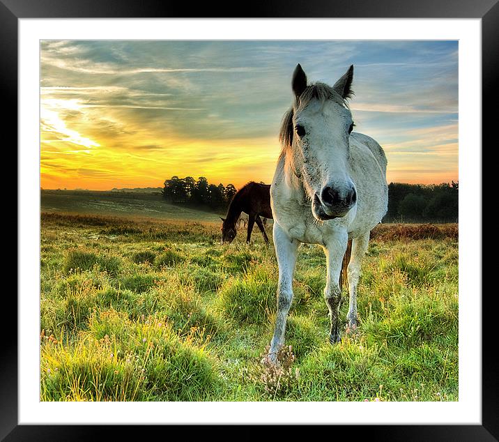 Pony Sunrise Framed Mounted Print by Jennie Franklin