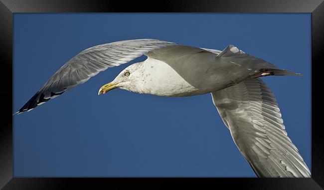 Up close and personal with a Gull Framed Print by Jennie Franklin