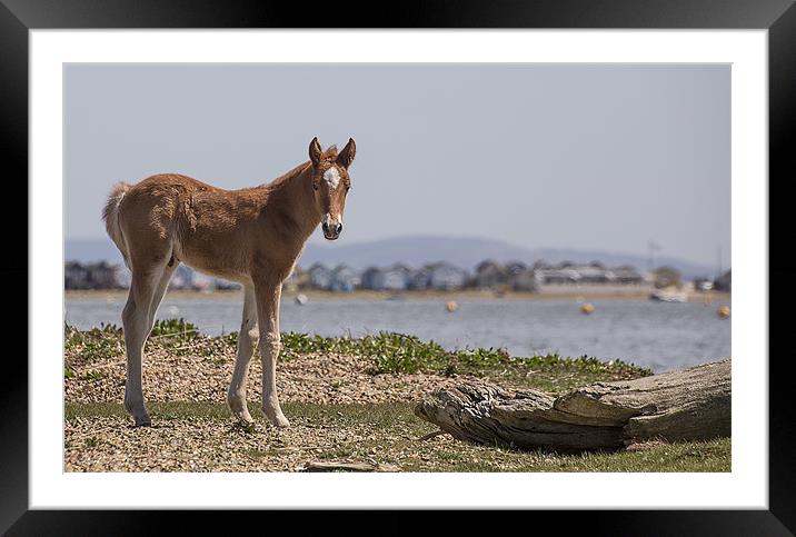 Foal on the Shore Framed Mounted Print by Jennie Franklin