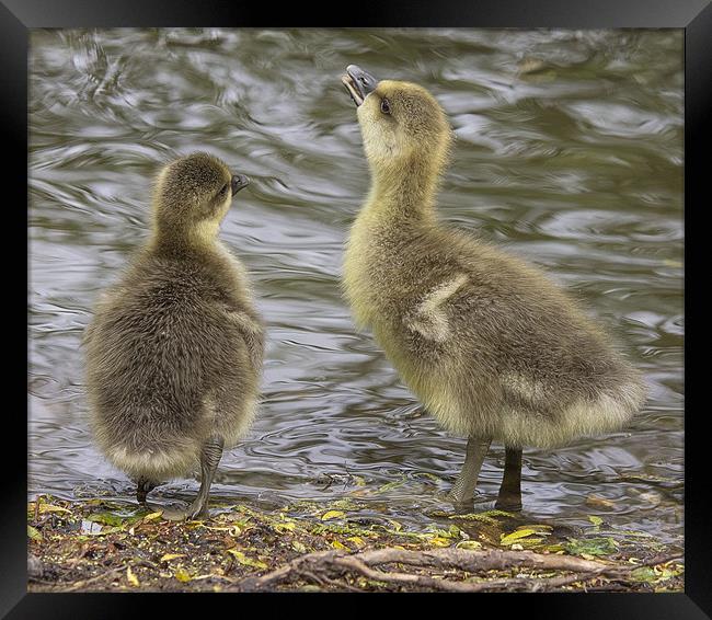 Im bigger - so you test the water! Framed Print by Jennie Franklin