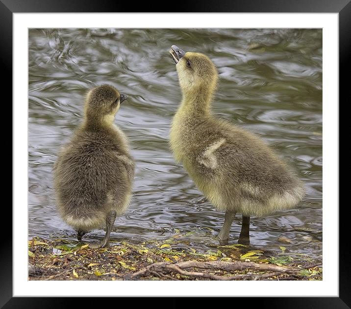 Im bigger - so you test the water! Framed Mounted Print by Jennie Franklin