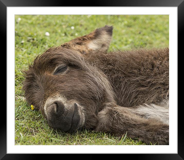 Sleeping Donkey Foal New Forest Framed Mounted Print by Jennie Franklin