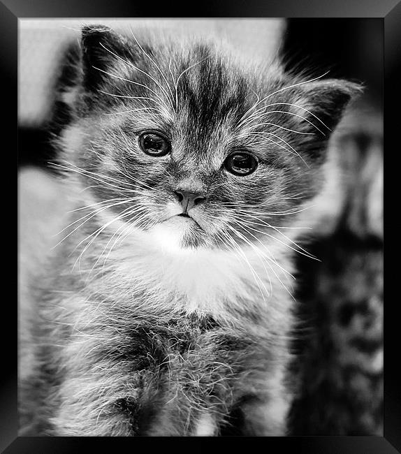 Kitten in mono Framed Print by Jennie Franklin