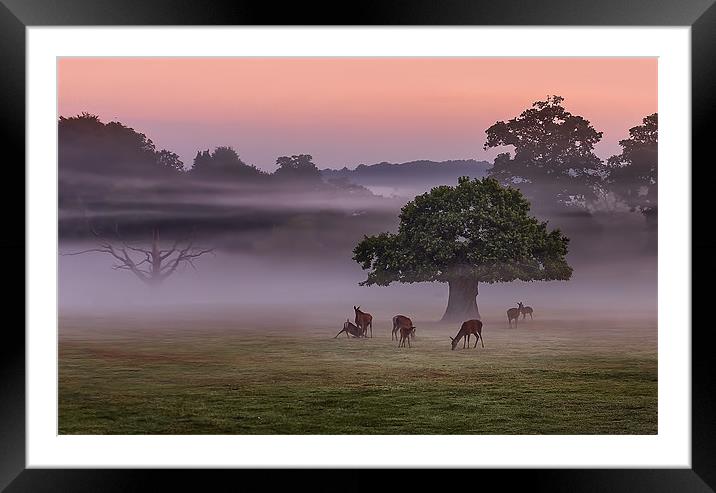 Misty Deer and Tree Framed Mounted Print by Jennie Franklin