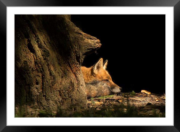 Red Fox in the Sunlight Framed Mounted Print by Jennie Franklin