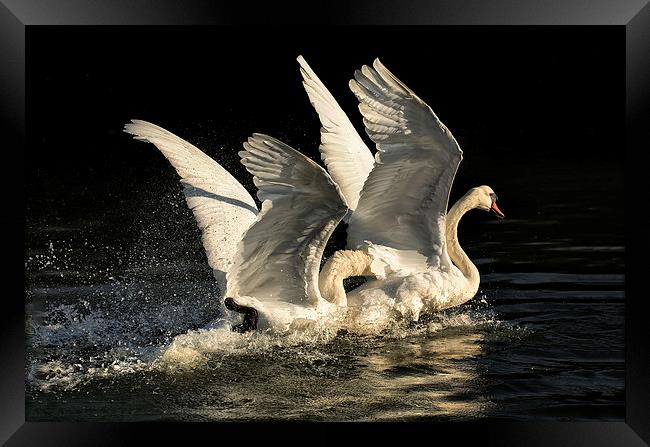 Fighting Cob Swans Framed Print by Jennie Franklin