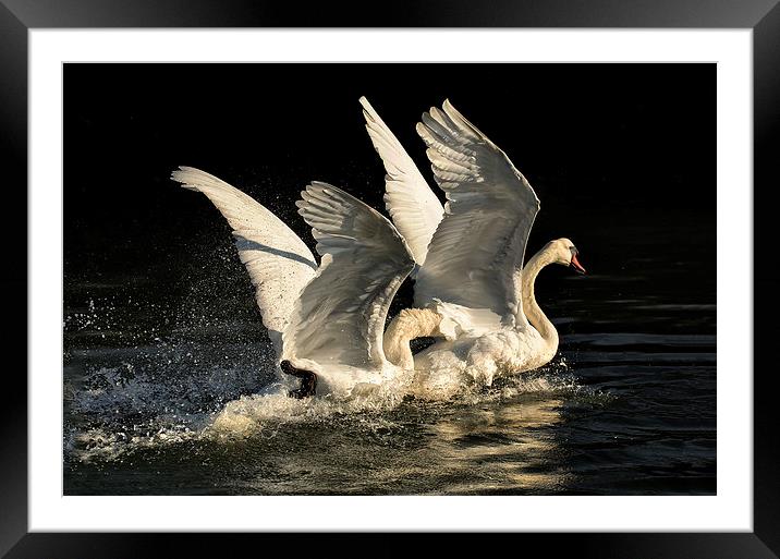 Fighting Cob Swans Framed Mounted Print by Jennie Franklin