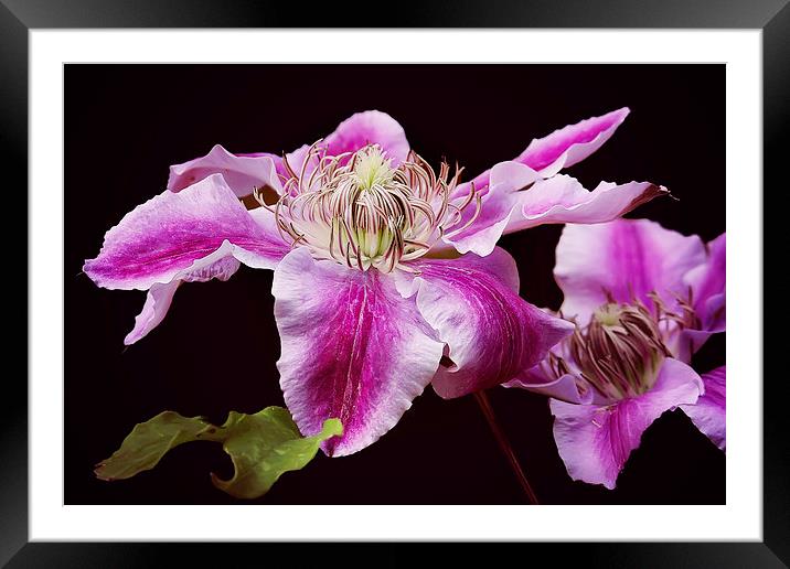 Bright Pink Clematis Framed Mounted Print by Jennie Franklin