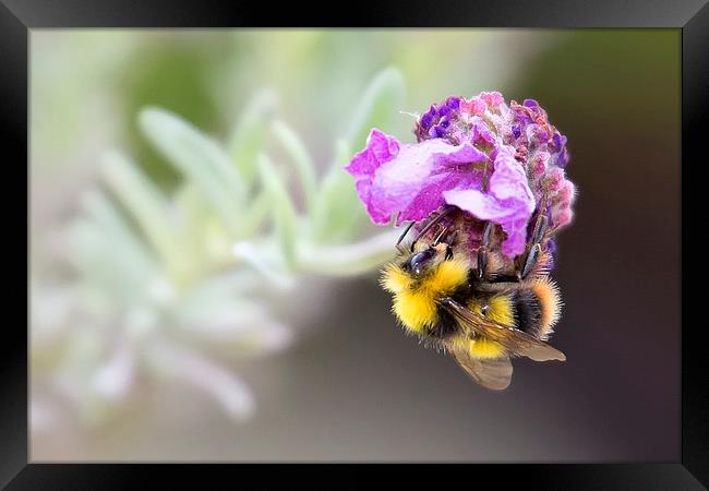  Bumble Bee on Lavender Framed Print by Jennie Franklin