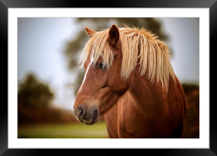  A beautiful red New Forest Pony Framed Mounted Print by Jennie Franklin