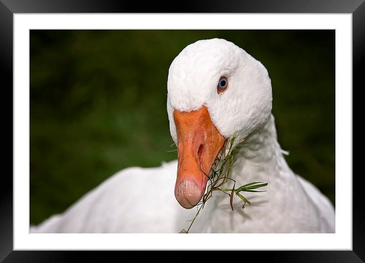  Portrait of a Goose Framed Mounted Print by Jennie Franklin