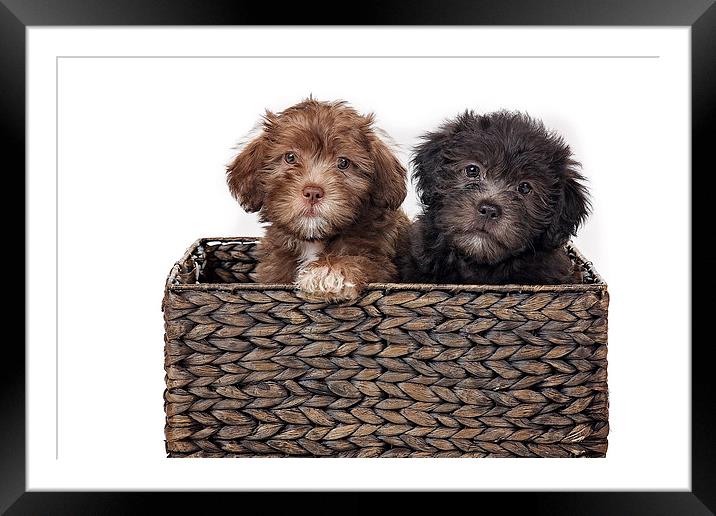 Coco and Berty Pups Framed Mounted Print by Jennie Franklin
