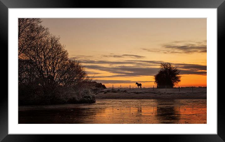  Lone Horse at Sunrise Framed Mounted Print by Jennie Franklin