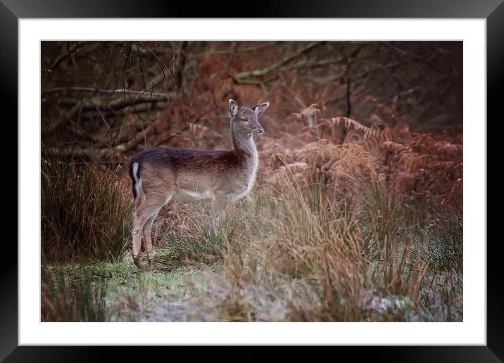 Fallow Deer in Bracken Framed Mounted Print by Jennie Franklin