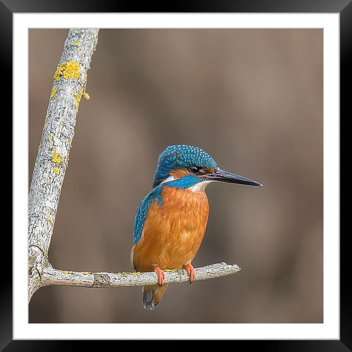  Kingfisher on perch Framed Mounted Print by Jennie Franklin