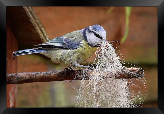  Blue Tit collecting for her nest Framed Print by Jennie Franklin