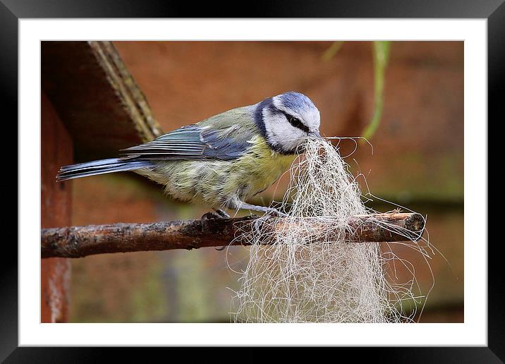  Blue Tit collecting for her nest Framed Mounted Print by Jennie Franklin