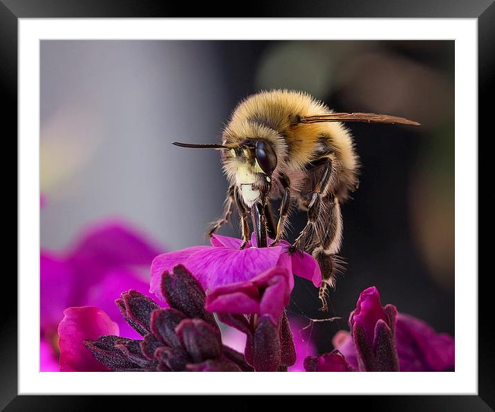  Beautiful Honey Bee Framed Mounted Print by Jennie Franklin