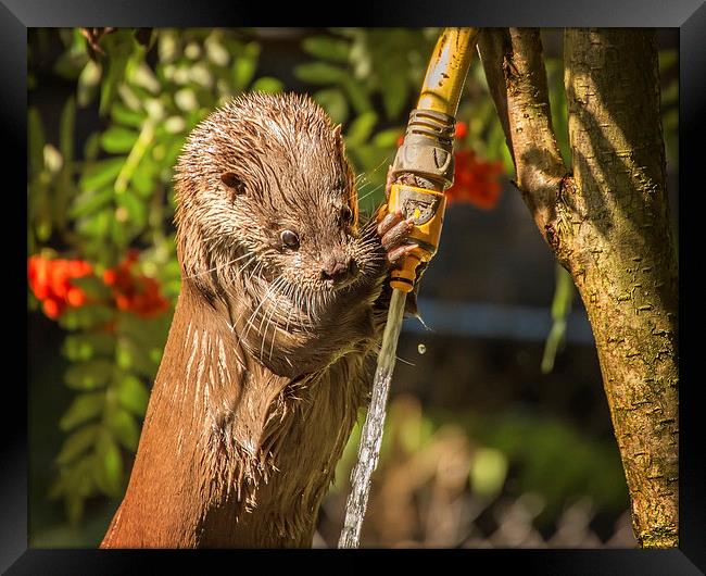  Otter Watering! Framed Print by Jennie Franklin
