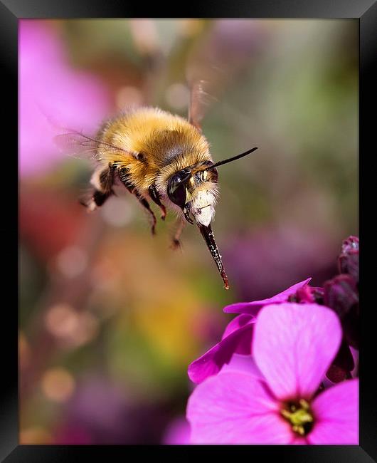  Bee Diving for Nectar Framed Print by Jennie Franklin