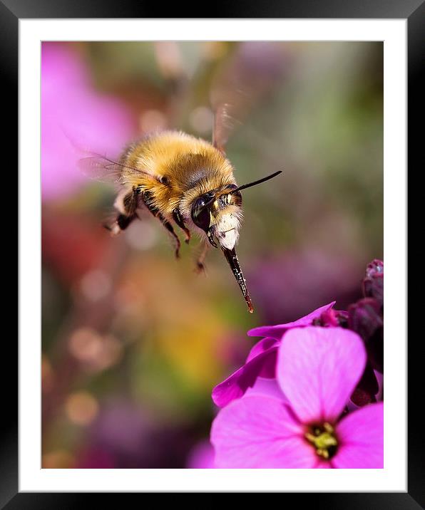  Bee Diving for Nectar Framed Mounted Print by Jennie Franklin
