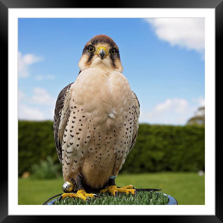  Lanner Falcon Framed Mounted Print by Jennie Franklin