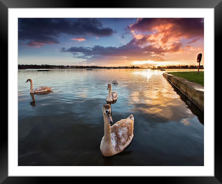  Swans at Sunrise Poole Park Framed Mounted Print by Jennie Franklin