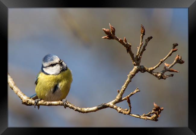 Bluetit lost in thought..... Framed Print by Jennie Franklin