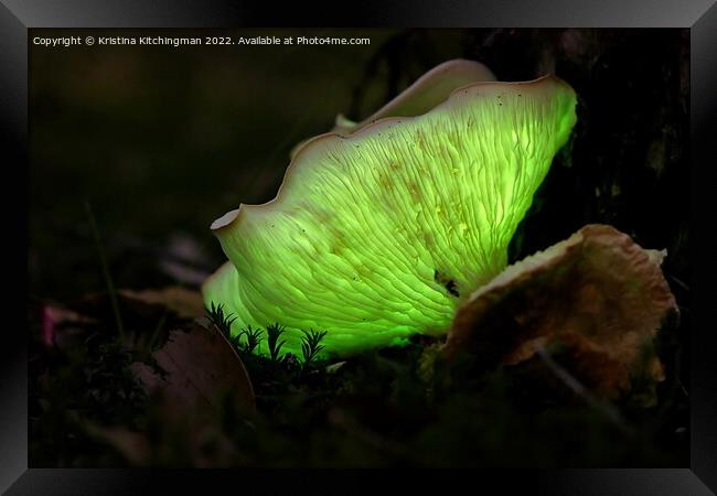 Forest Floor Framed Print by Kristina Kitchingman