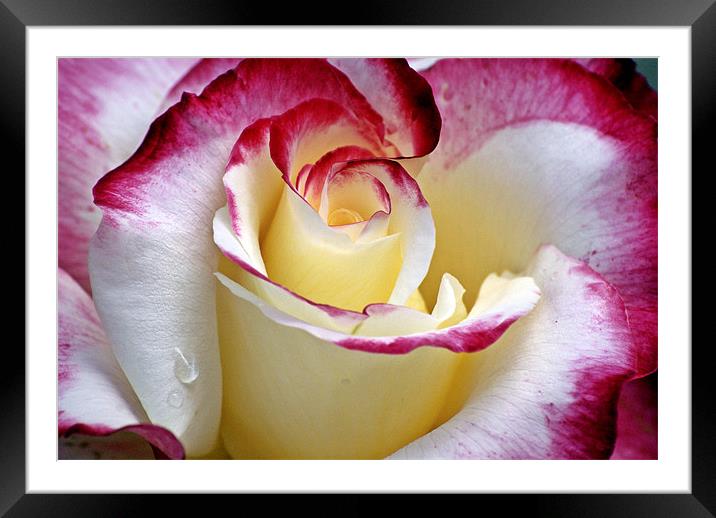 Double Delight Framed Mounted Print by Kristina Kitchingman