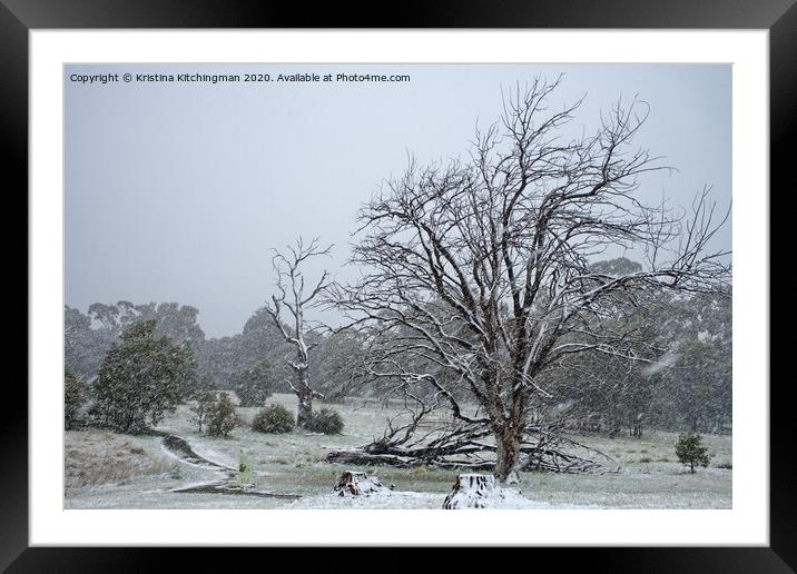 Falls Tree in snow. Framed Mounted Print by Kristina Kitchingman