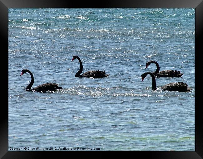 Lamantation of Black Swans Framed Print by Clive Williams