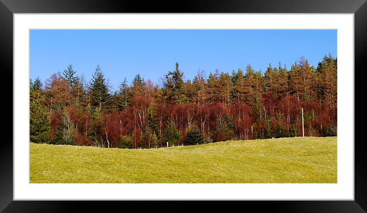 Gathering Trees Framed Mounted Print by Brian Sharland
