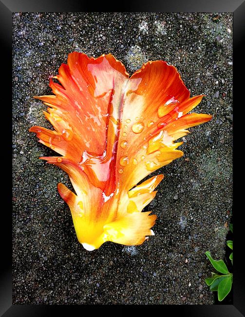 Tulip Petal After Rain Fall Framed Print by Brian Sharland